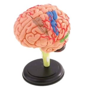 Brain Medical Model