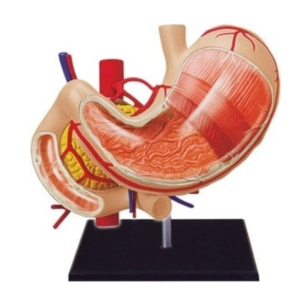 4D Stomach Model A458